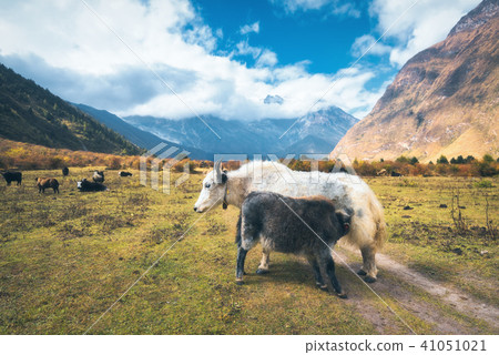 Beautiful white wild yak and amazing baby yak Beautiful white wild yak and amazing baby yak 41051021