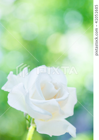 Hybrid Tea Rose · Marshallon Hope 41051685