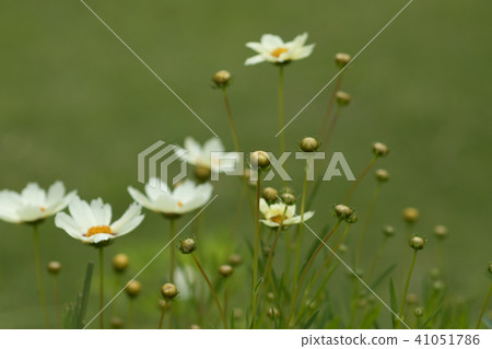 冬天秋天櫻桃黃色 41051786