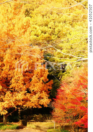 Impression of autumn 41052507