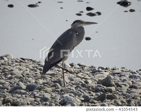 Standing beaked Standing beaked 41054543