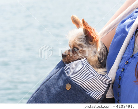 約克夏犬進入了包裡 41054913