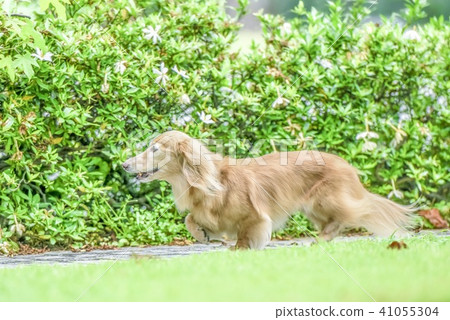 A cute dog walking 41055304