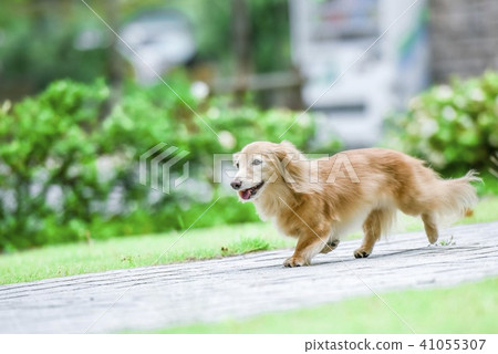 A cute dog walking A cute dog walking 41055307