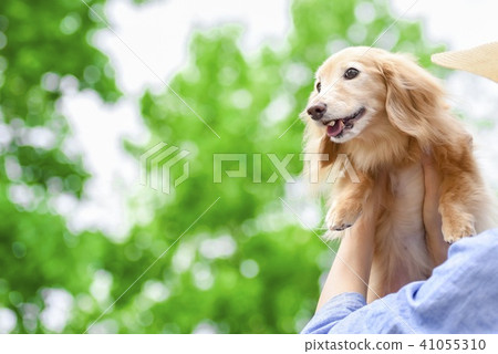 A cute dog walking 41055310