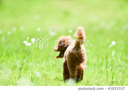 A cute dog walking A cute dog walking 41055337