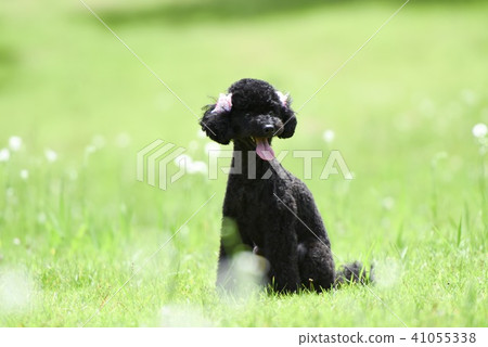A cute dog walking A cute dog walking 41055338