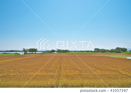 Wheat field on the shore of Lake Biwa 41057397