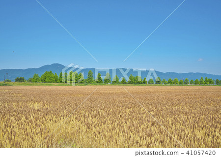 Wheat field on the shore of Lake Biwa 41057420