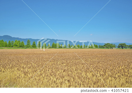 Wheat field on the shore of Lake Biwa 41057421