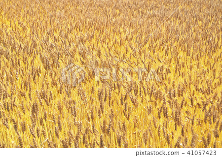 在琵琶湖岸的麥田 41057423