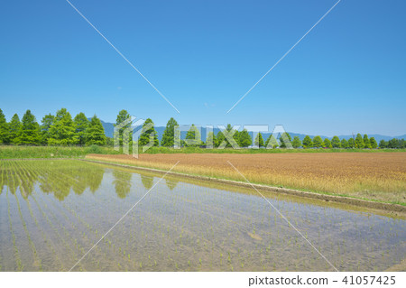 在琵琶湖岸的麥田 41057425