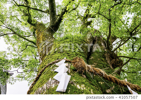 美國神社 41057507