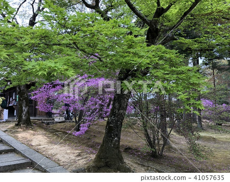 Ninna-ji寺花園樹 Ninna-ji寺花園樹 41057635