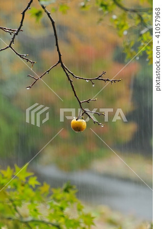 Persimmon wet in the rain Persimmon wet in the rain 41057968