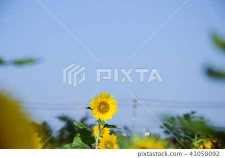 Sunflower, Sunflower, Chaoyang flower 41058092