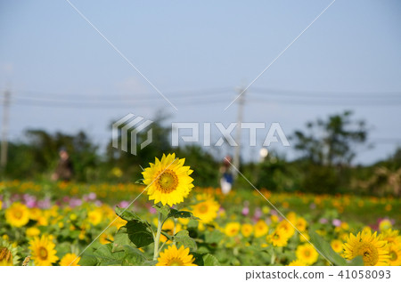 向日葵，向日葵，朝陽花 41058093