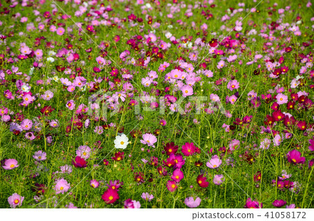 Owaki Chrysanthemum，Akihide，Waikiki，秋櫻，白梅，鳳梅，甜梅，菊花，大春車菊，大草菊，Ogon Flower 41058172