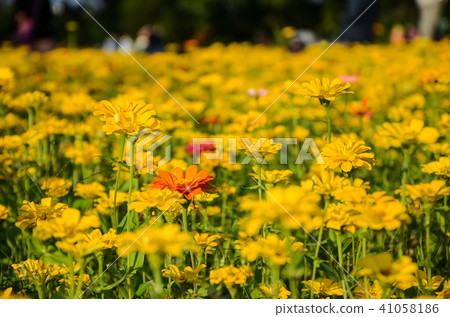 百日菊花，Besshi草（植物學院公報），火花（東北），Uo Fish Chrysanthemum（廣州），Nodal Height（上海），Road Climb（北京） 41058186