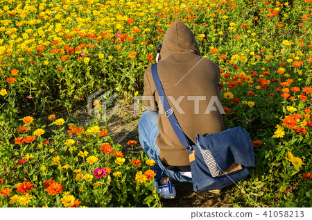 一位男子在百日菊花海中 41058213