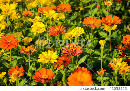 百日菊花，Besshi草（植物學院公報），火花（東北），Uo Fish Chrysanthemum（廣州），Nodal Height（上海），Road Climb（北京） 41058223