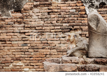 Monkey on brick in zoo. Monkey on brick in zoo. 41058241