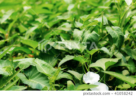 Morning glory on plots. Morning glory on plots. 41058242