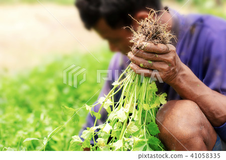 vegetables with gardeners. vegetables with gardeners. 41058335
