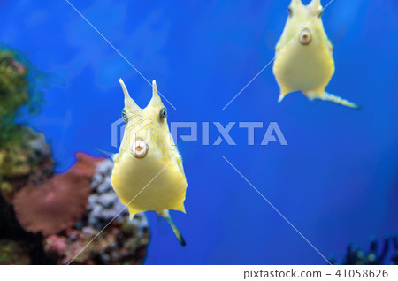 Cute Yellow Longhorn Cowfish exotic coral fish.  41058626