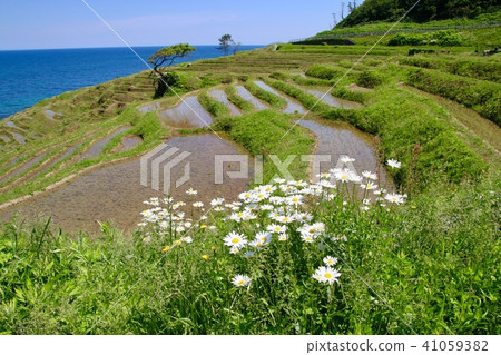White rice Senjita (Ishikawa prefecture · Wajima city) 41059382