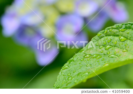 Hydrangea after the rain Hydrangea after the rain 41059400