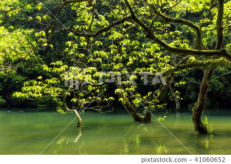 不動的池塘 41060652