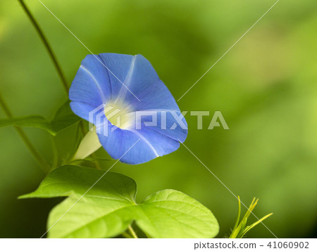 Blue morning glory 41060902