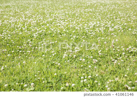 一邊白三葉草背景圖像 41061146