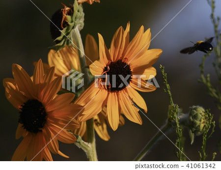Bumblebee & sunflowers, Australia. 41061342