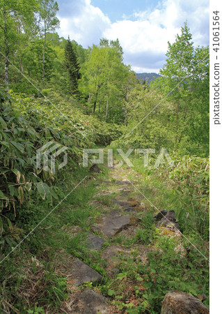 Old Wildlife Highway Hida side 41061564
