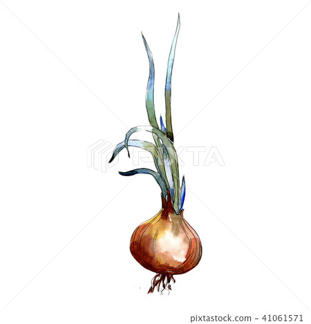 Onion vegetables  in a watercolor style isolated. 41061571