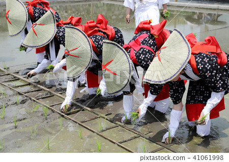 水稻種植節水稻 41061998