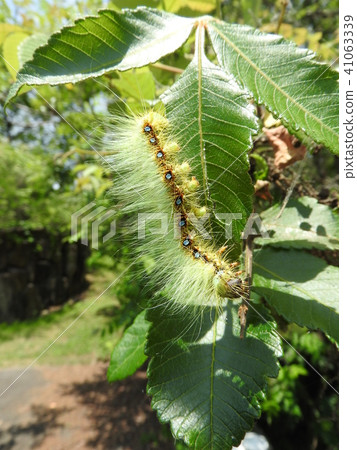 Larvae of Kusunsan Larvae of Kusunsan 41063339