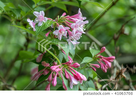 Weigela Weigela 41063708