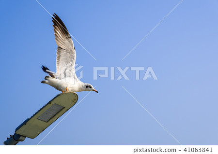 The gulls are flying out of the light pillar.  41063841