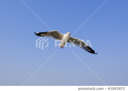 Seagulls in Thailand are native to Central Asia. Seagulls in Thailand are native to Central Asia. 41063853