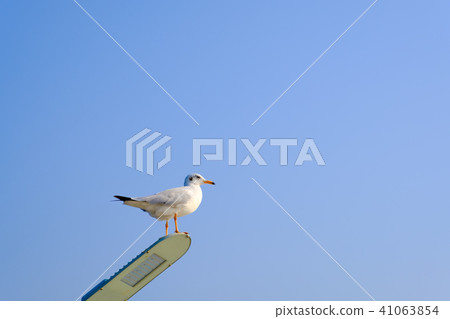 Seagulls in Thailand are native to Central Asia.  41063854