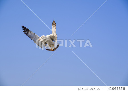 Seagulls in Thailand are native to Central Asia. 41063856
