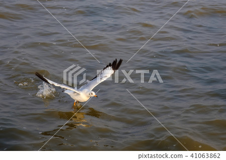 Seagulls in Thailand are native to Central Asia. Seagulls in Thailand are native to Central Asia. 41063862