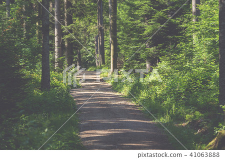 A hiking trail through the forest 41063888