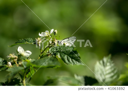 A butterfly is sitting on a flower A butterfly is sitting on a flower 41063892