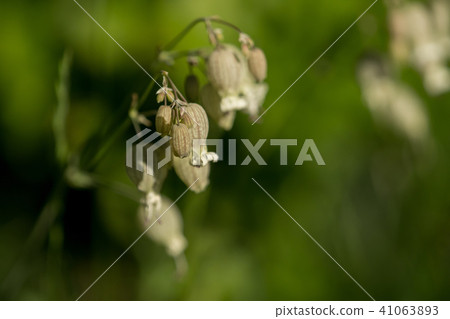 Blossoms on the branch in the sunlight 41063893