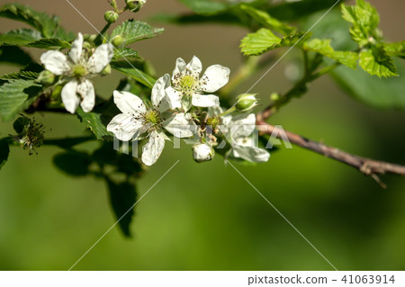 Blossoms on the branch in the sunlight Blossoms on the branch in the sunlight 41063914