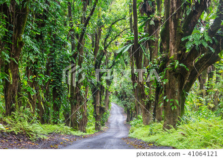 Road in jungle 41064121